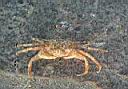 15_crab.JPG