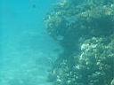 28_corals-1.JPG