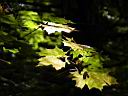 trees-7.JPG