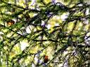 trees-8.JPG